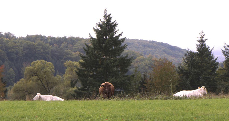 Red cow at the Jerusalem Friedensmal
